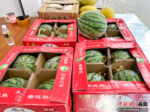 海口市菜籃子江楠農(nóng)產(chǎn)品批發(fā)市場開業(yè)，助力農(nóng)產(chǎn)品流通與區(qū)域經(jīng)濟發(fā)展